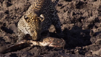 Africa's Fishing Leopards Trailer