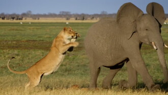 Africa's Giant Killers Trailer