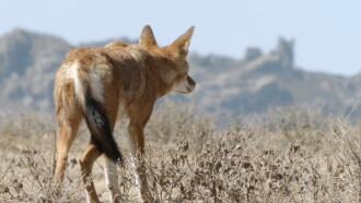 Africa's Lost Wolves Trailer