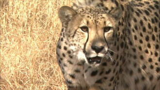 Africa's Super Seven Trailer
