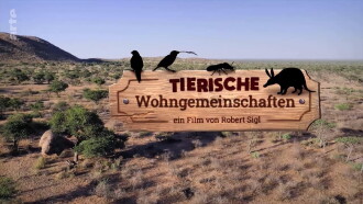 Africa's Wild Roommates: How Animals Share Bed and Board Trailer