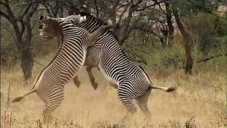 Afrique Sauvage Trailer