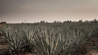 Agave: The Spirit of a Nation Trailer