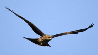 Aigles, les seigneurs du ciel Trailer