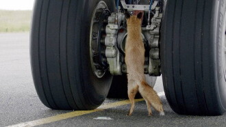 Airport Animal Stories Trailer