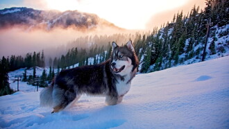 Alaska Dogs Trailer
