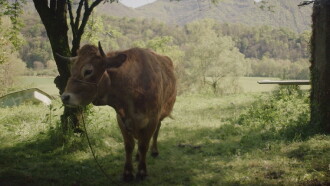 Alma in the Herd Trailer