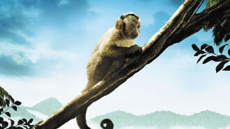 Amazonia Trailer