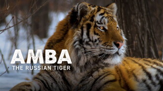 Amba: The Russian Tiger Trailer