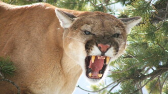 American Cougar Trailer