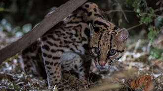 American Ocelot Trailer