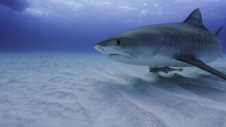 America's Deadliest Sharks Trailer