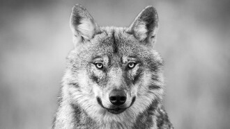 Among the Wolves Trailer