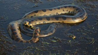 Anaconda: Queen of the Serpents Trailer