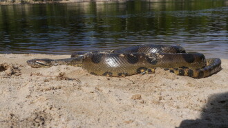 Anaconda: Silent Killer Trailer