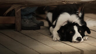 Angel Dog Trailer