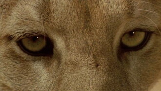 Anima Mundi Trailer