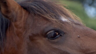 Animal Trailer