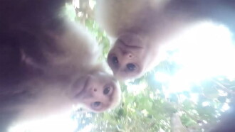 Animal Cinema Trailer
