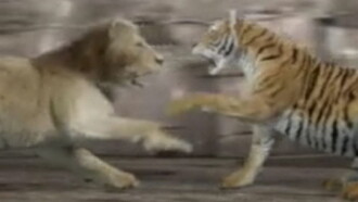 Animal Face-Off: Lion vs. Tiger Trailer