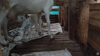 Animal Farm Trailer