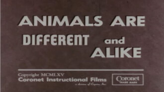 Animals Are Different and Alike Trailer