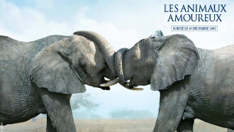 Animals in Love Trailer