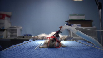 Animals Under Anaesthesia: Speculations on the Dreamlife of Beasts Trailer