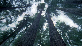 Another Side of the Forest Trailer