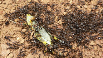 Ant Attack Trailer