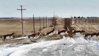Antelopes Trailer