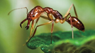 Ants - Nature's Secret Power Trailer