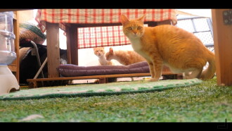 Architecture & Cats Trailer