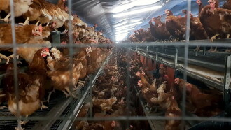 Armes Huhn – armer Mensch Trailer