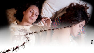 As Formigas Trailer