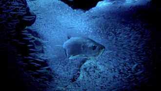 Atlantic: The Wildest Ocean on Earth Trailer