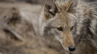 Attack in the Wild: Coyote Mystery Trailer