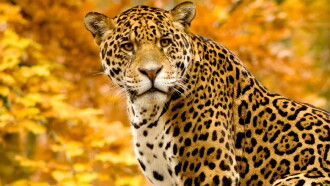 Attack of the Big Cats Trailer