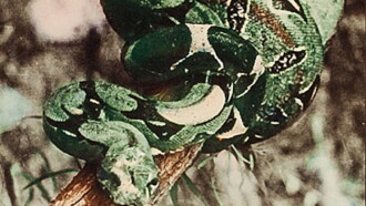 Attack of the Jungle Women Trailer