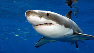 Attaques de Requins à La Réunion : L'enquête Trailer