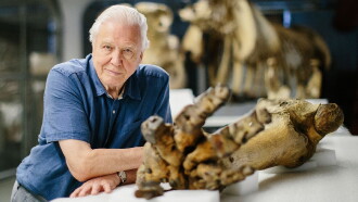 Attenborough and the Giant Elephant Trailer