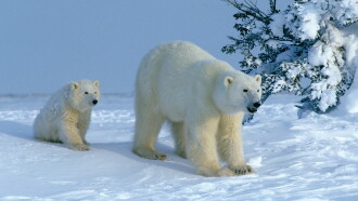 Attenborough Explores... Our Fragile World Trailer