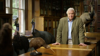 Attenborough's Big Birds Trailer