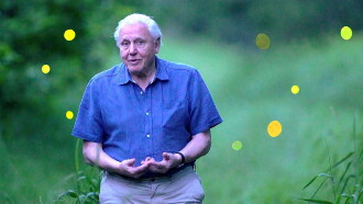 Attenborough's Life That Glows Trailer