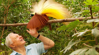 Attenborough's Paradise Birds Trailer