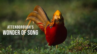 Attenborough's Wonder of Song Trailer