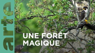 Au cœur d'une forêt magique Trailer