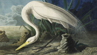 Audubon Trailer