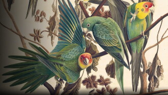 Audubon Trailer