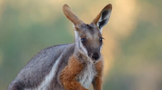 Australia: The Wild Continent Trailer